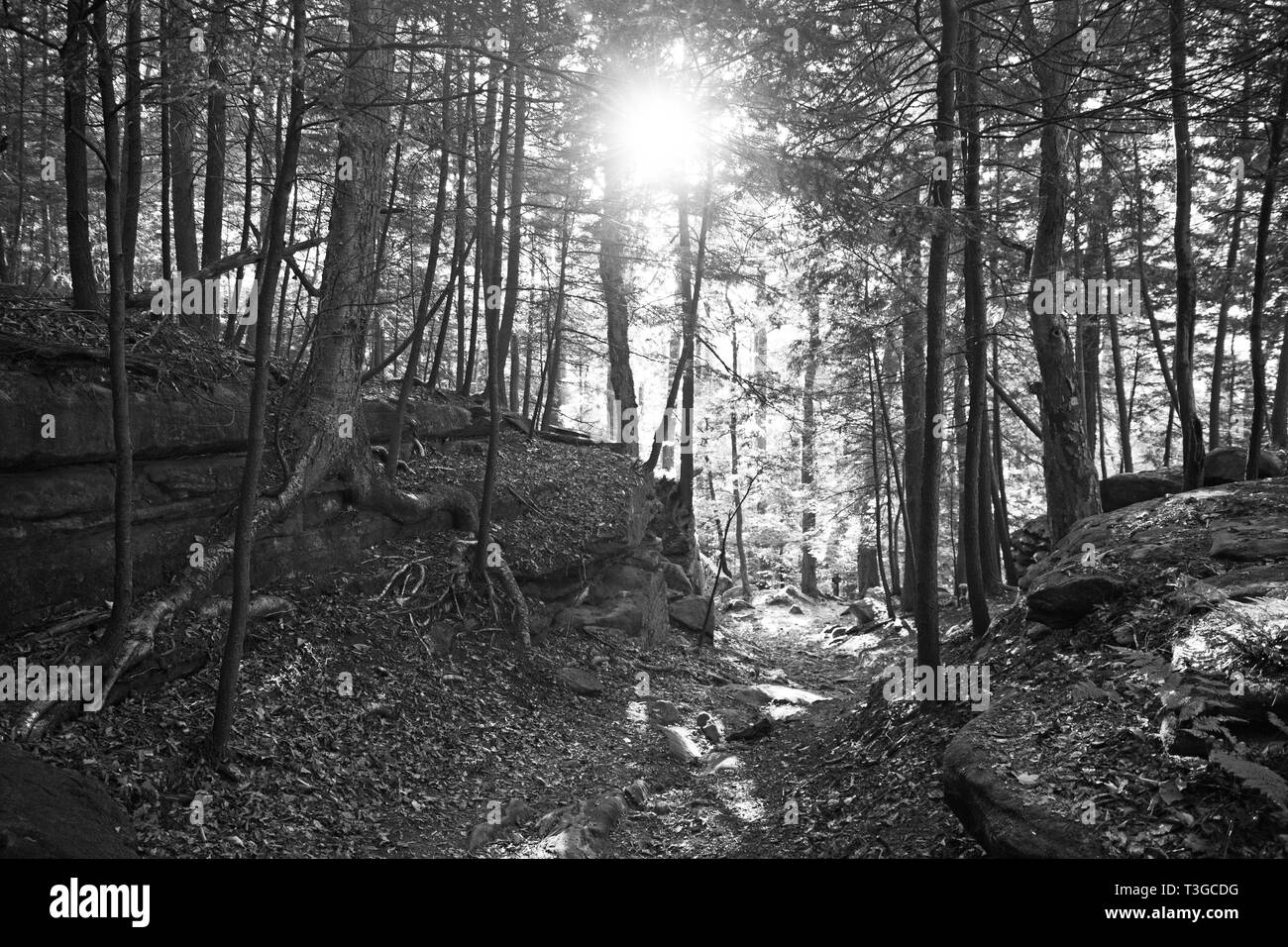 Shaded by green trees Black and White Stock Photos & Images Alamy