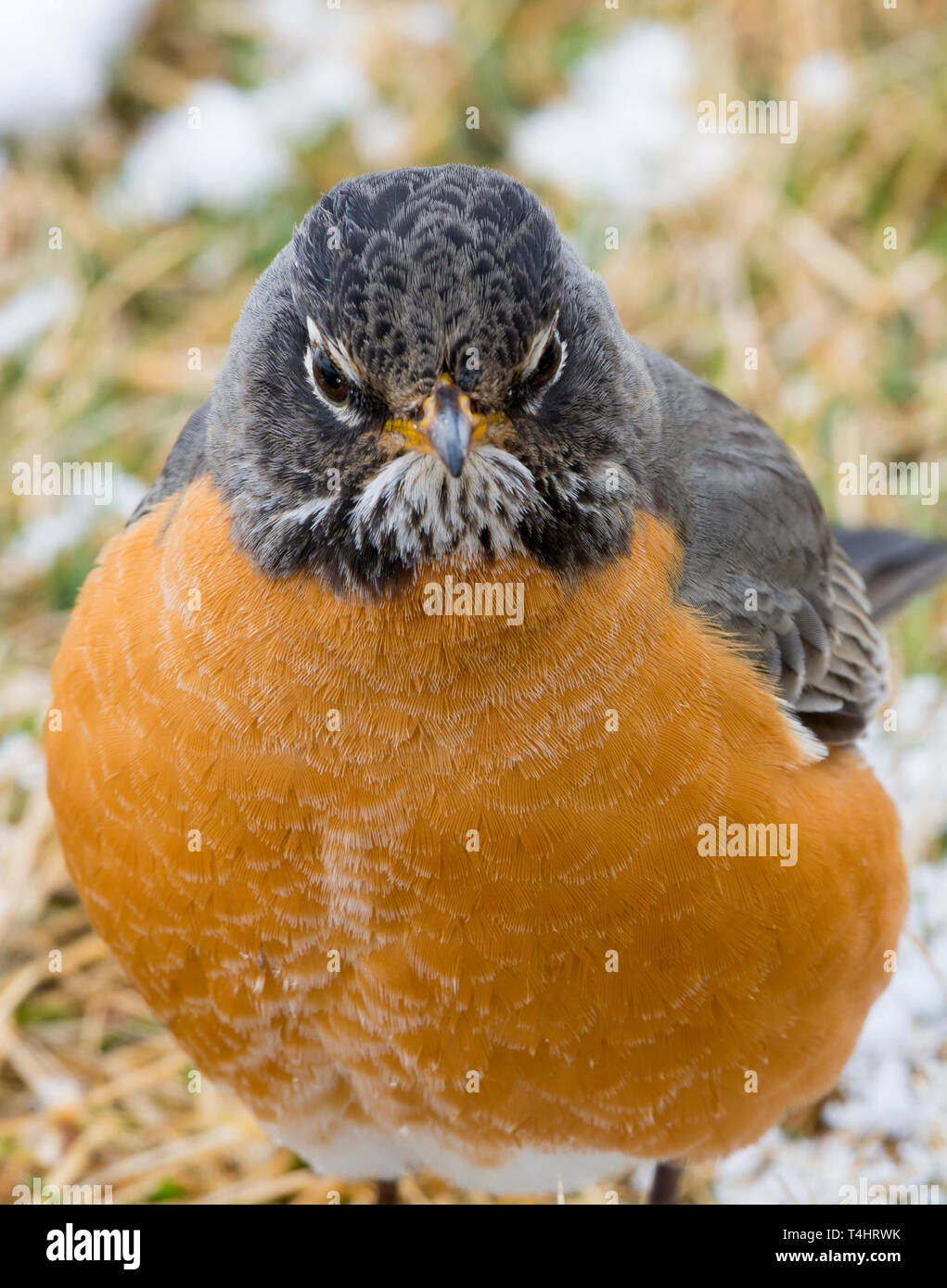 Robbin hi-res stock photography and images - Alamy