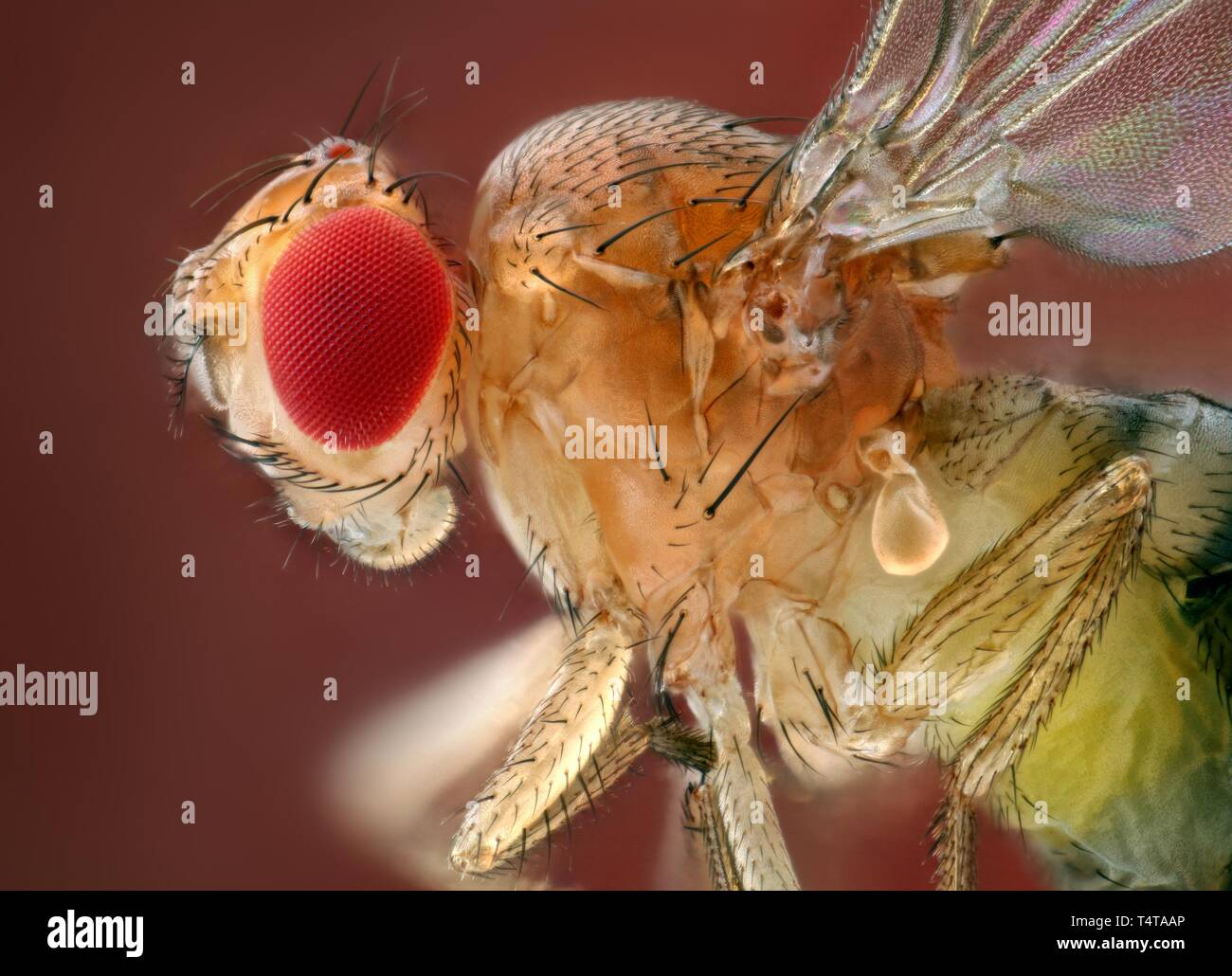Fruit fly microscope hires stock photography and images Alamy
