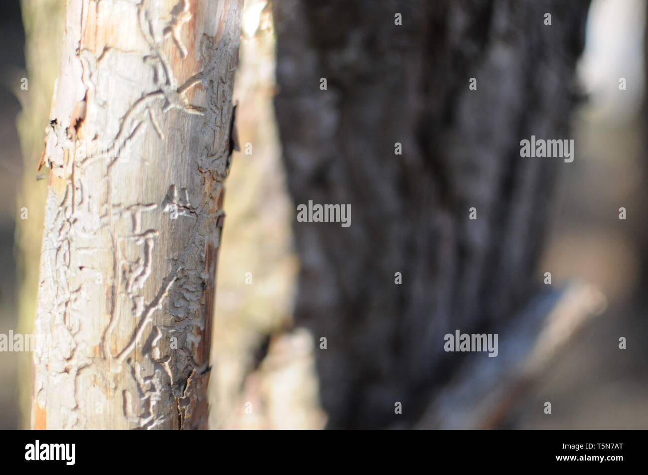 Bark beetle tree Stock Photo Alamy