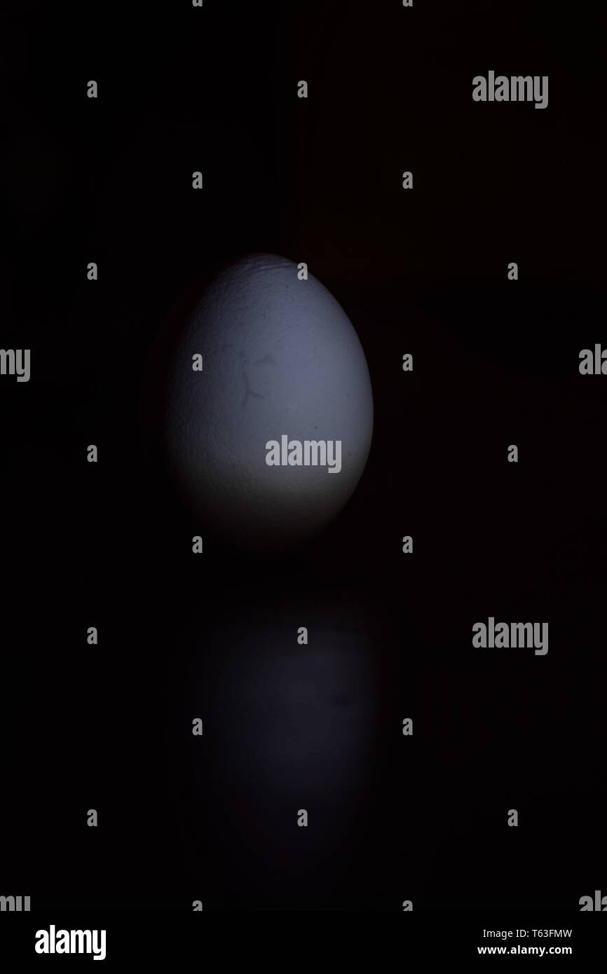 Egg under single light source Stock Photo Alamy