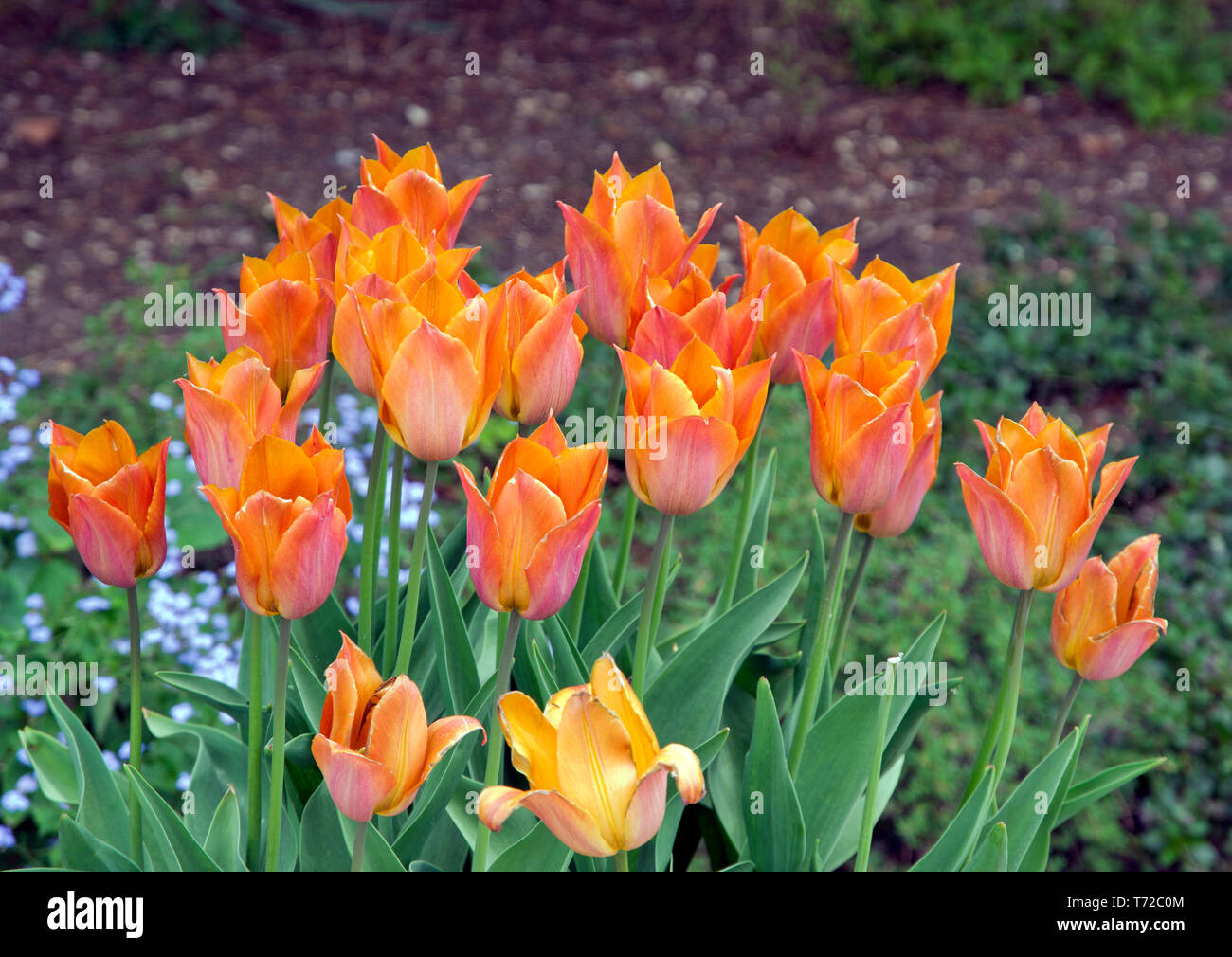 Tulip Request Stock Photo Alamy
