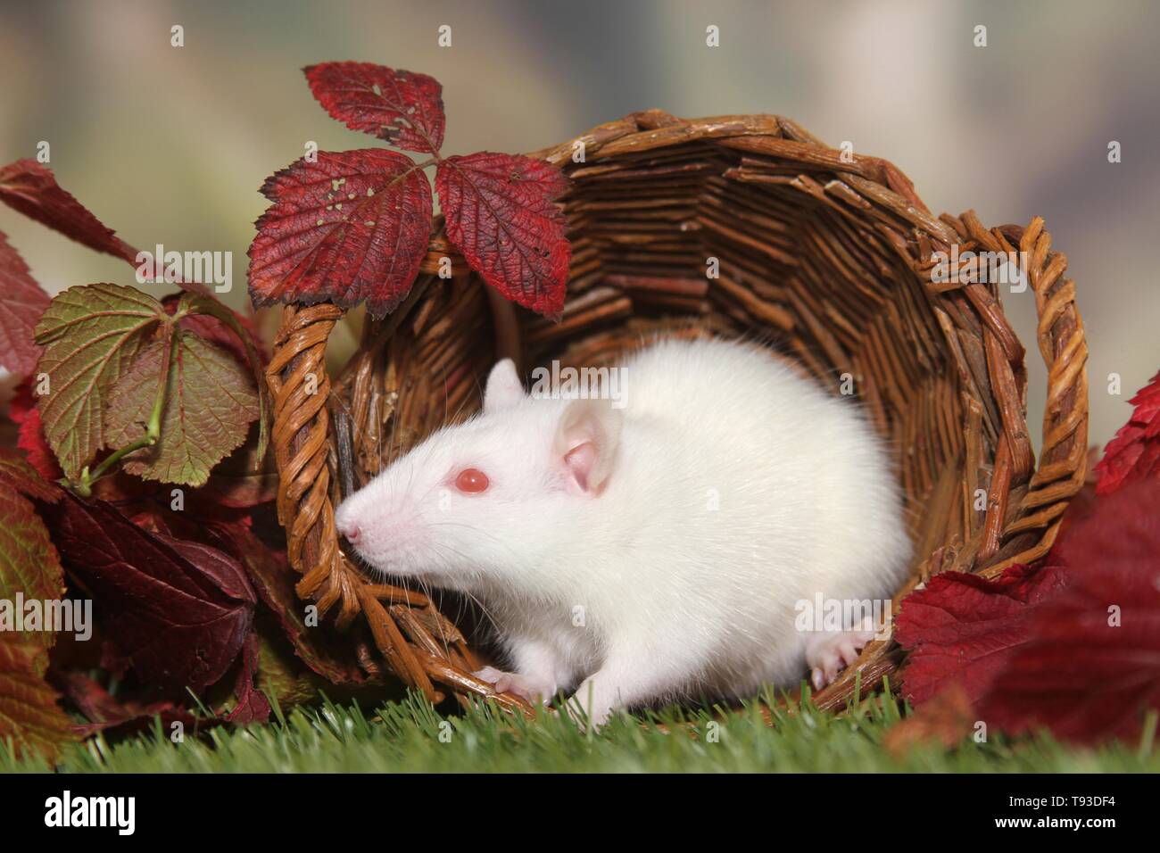 fancy rat Stock Photo Alamy