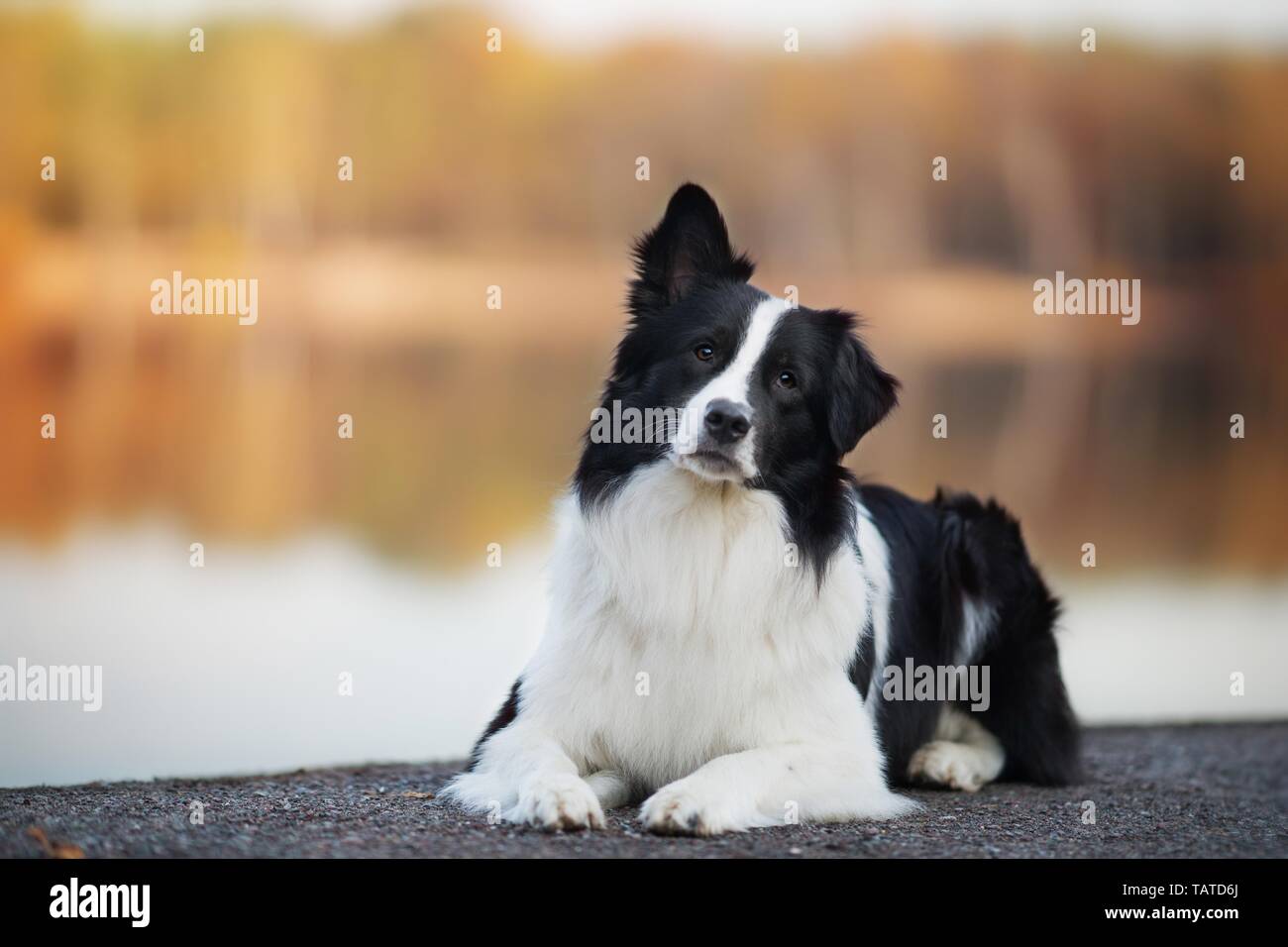 Australian Shepherd Dog Black White High Resolution Stock Photography And Images - Alamy