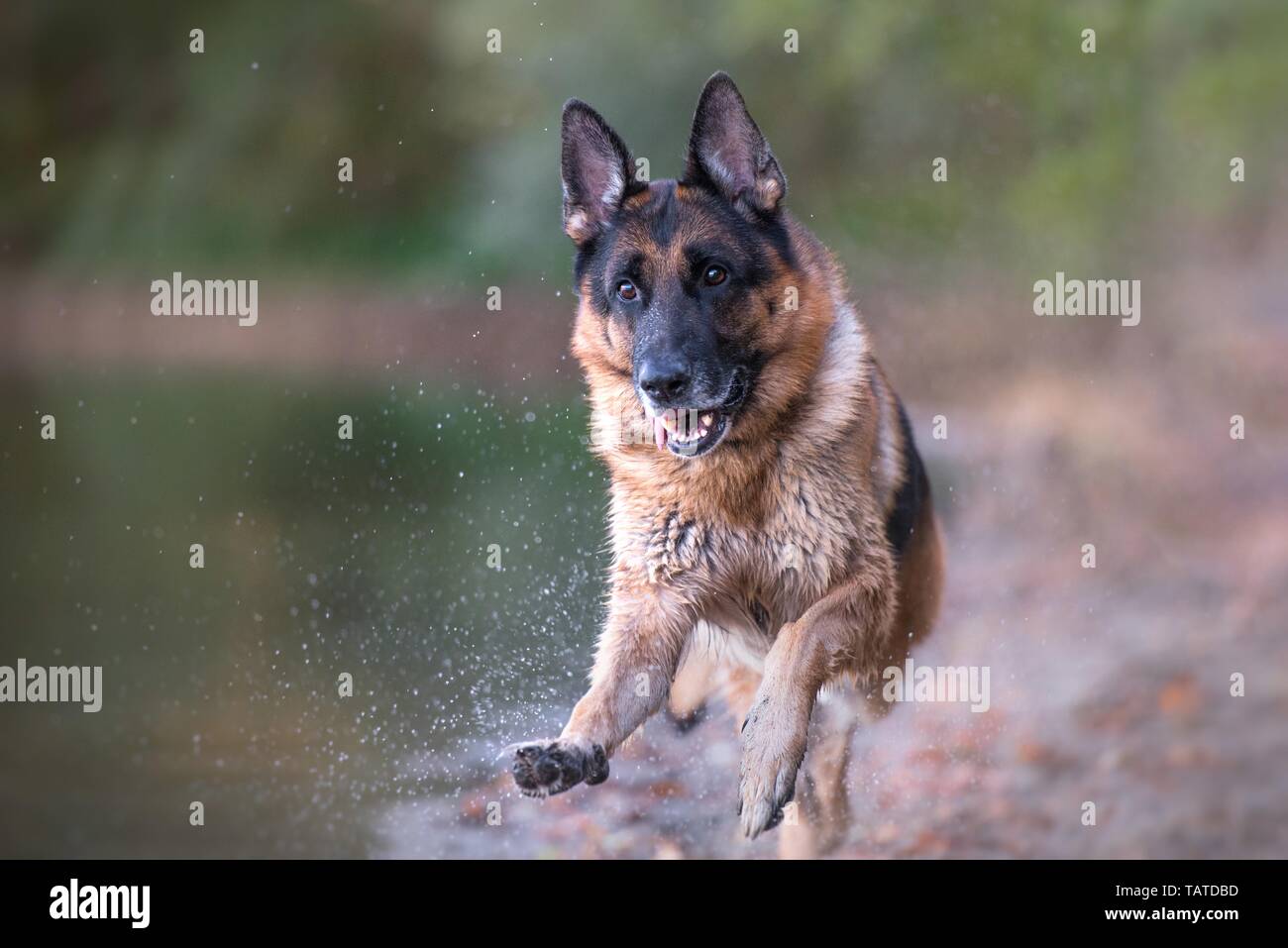 running German Shepherd Stock Photo Alamy