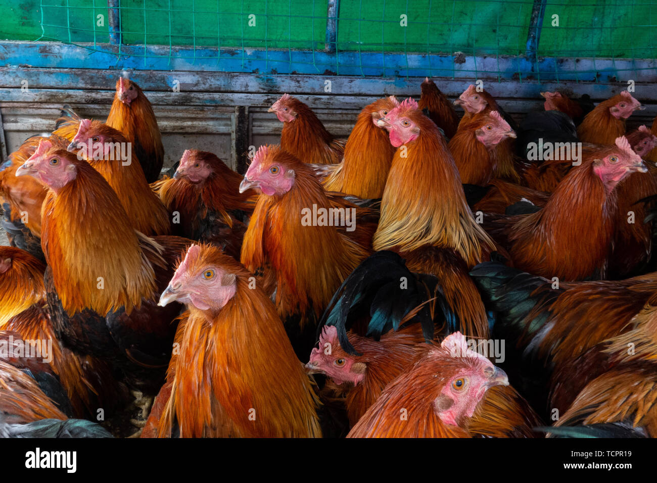 Big red rooster Stock Photo Alamy