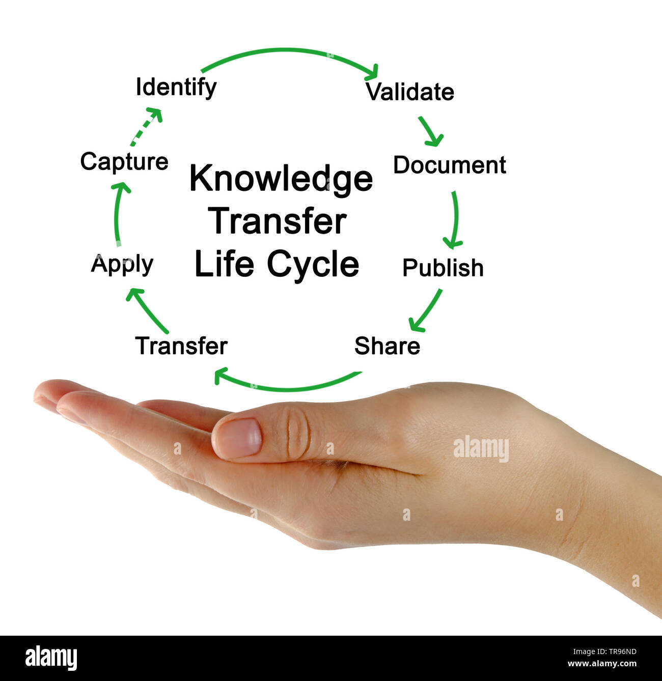Knowledge Transfer Life Cycle Stock Photo Alamy