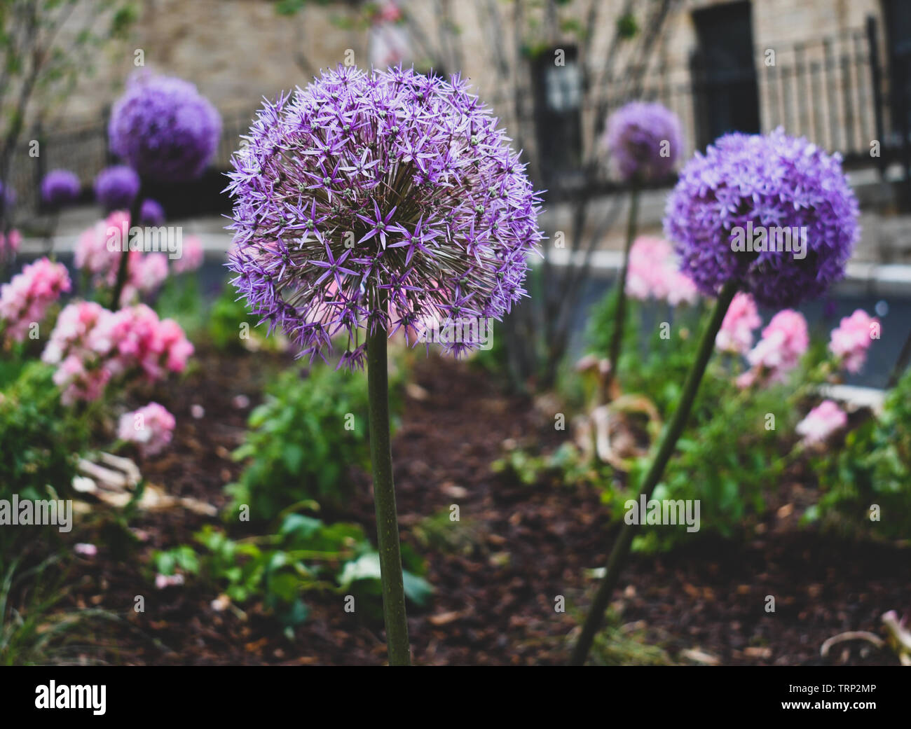 Allium Flower Bloom Stock Photo Alamy