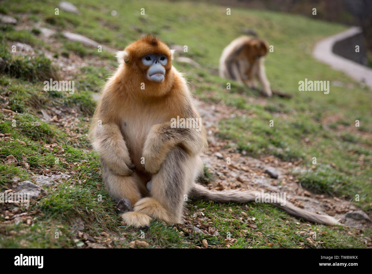 Monkey golden monkey Stock Photo Alamy