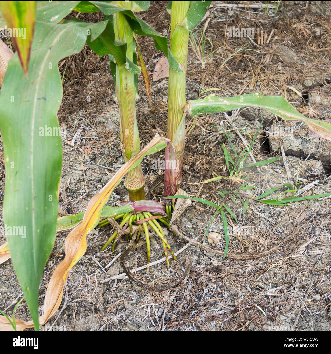 Corn plant roots hires stock photography and images Alamy