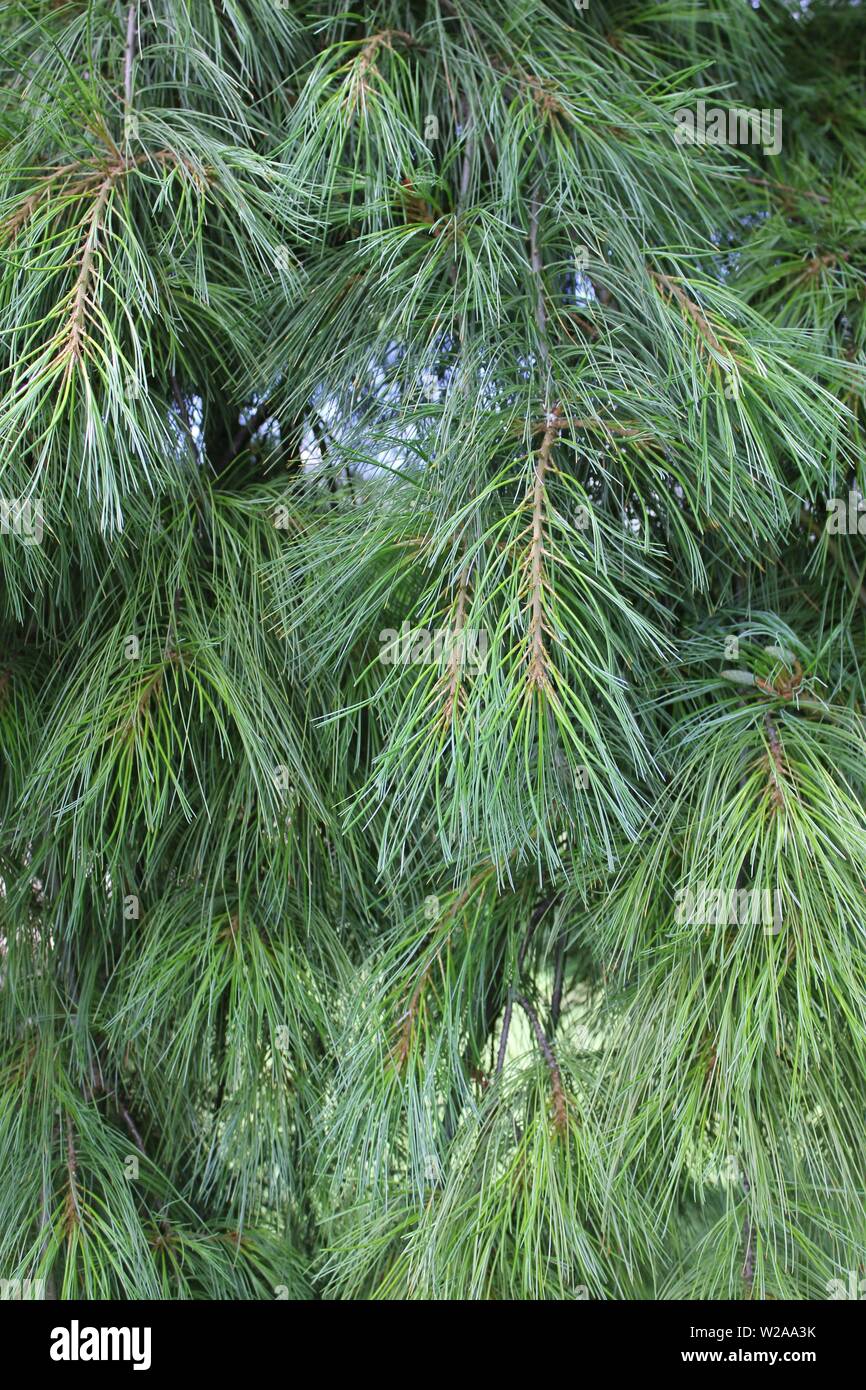 Weeping Eastern White Pine Stock Photo Alamy