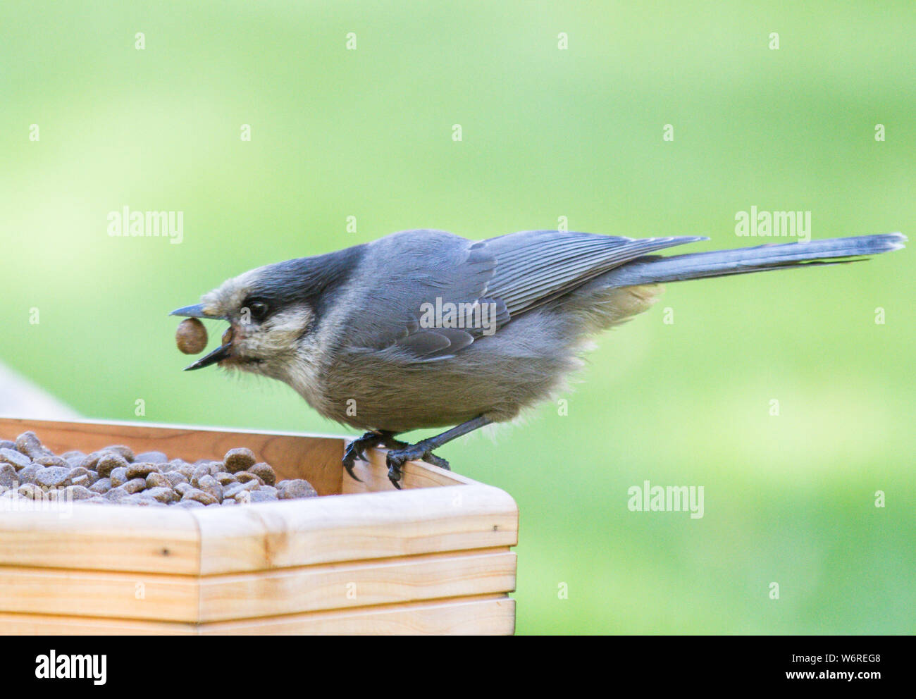 Is It Ok For A Dog To Eat Bird Food