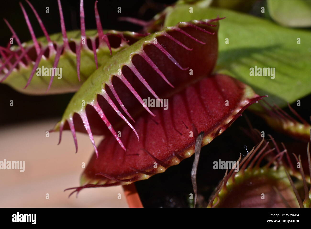 Venus flytrap without flies Stock Photo Alamy