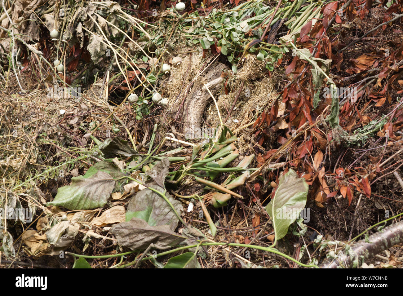 dead plants for compost Stock Photo Alamy