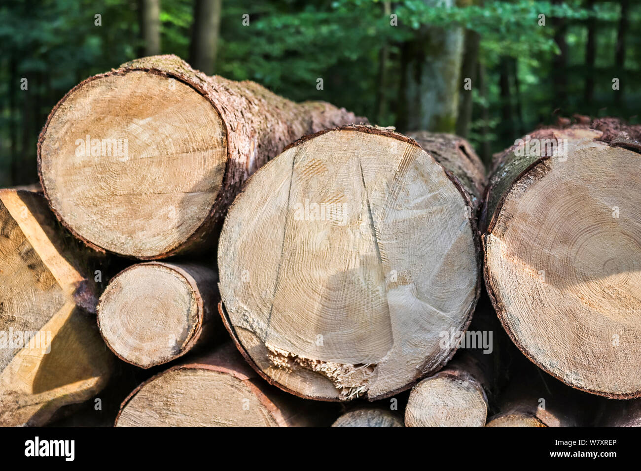 fresh cut tree trunks Stock Photo Alamy