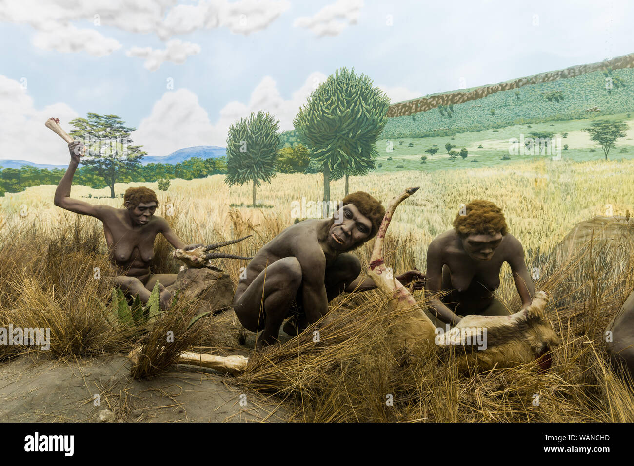 Hunter gatherers hires stock photography and images Alamy