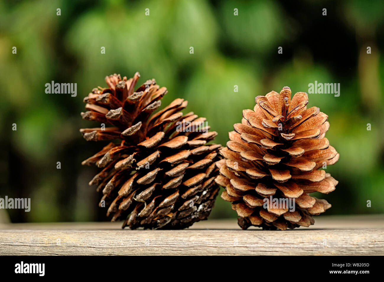 Pine nut cone Stock Photo Alamy