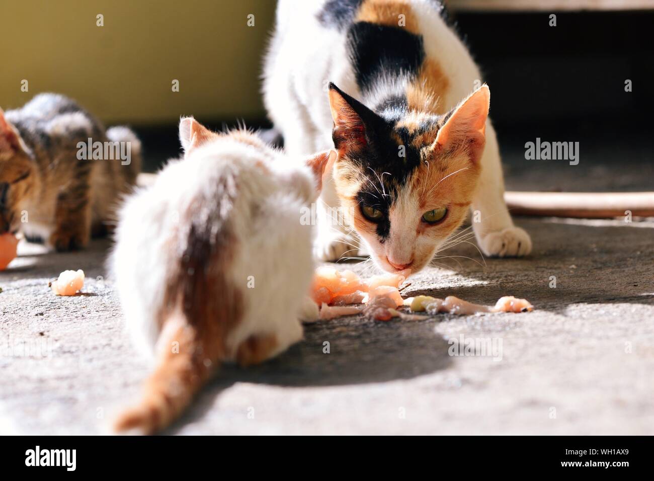 Meat eating animals hires stock photography and images Alamy
