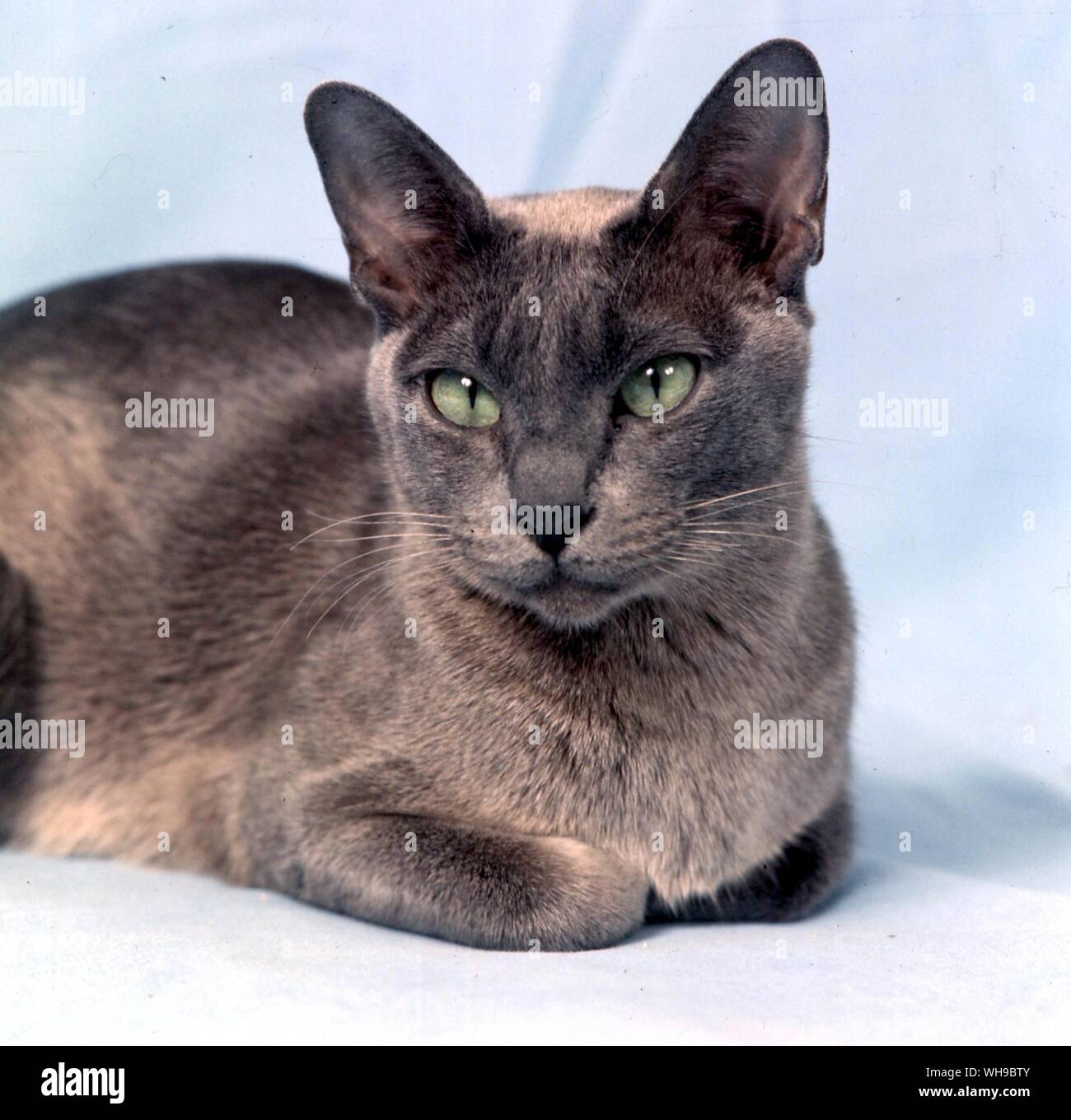Blue Burmese Cat Stock Photo Alamy