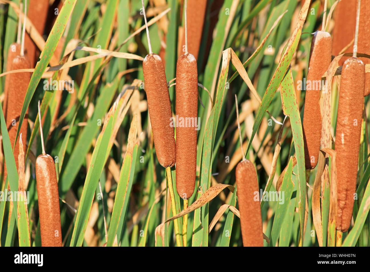 Corn dog grass Stock Photo Alamy