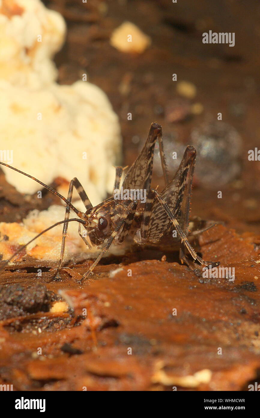 Cave cricket Stock Photo Alamy