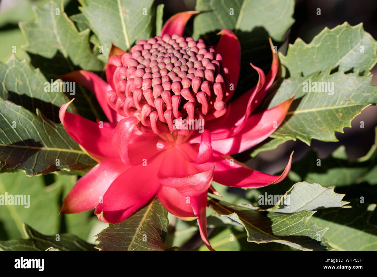 Waratah Flower Stock Photo Alamy