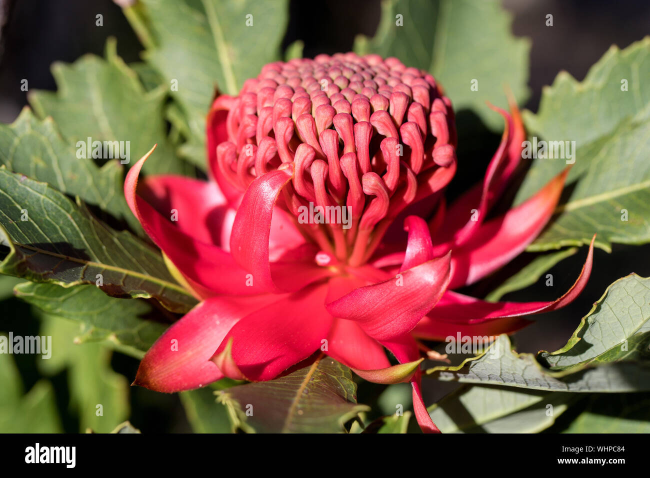 Waratah Flower Stock Photo Alamy