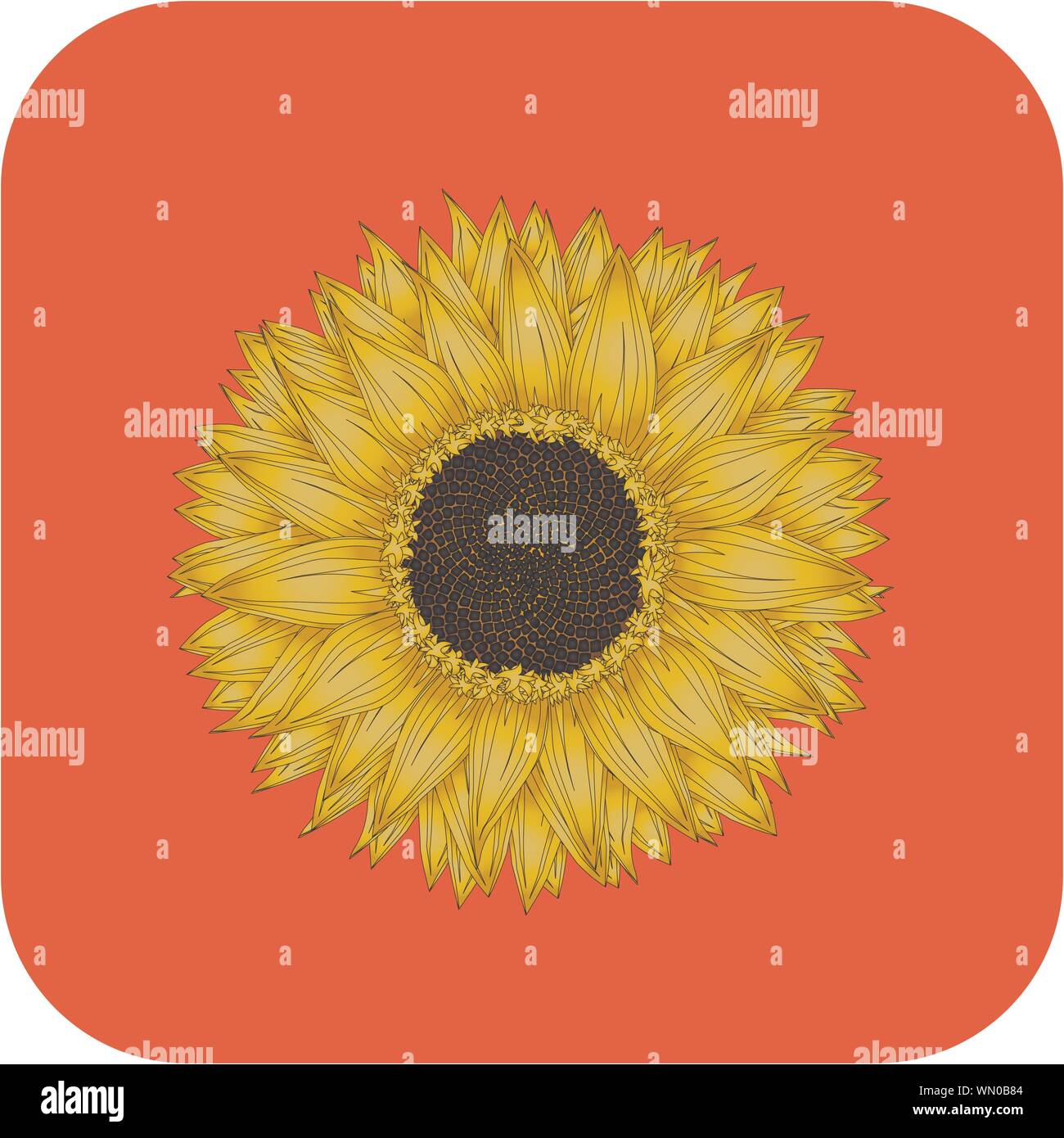 Multi head sunflower Stock Vector Images Alamy