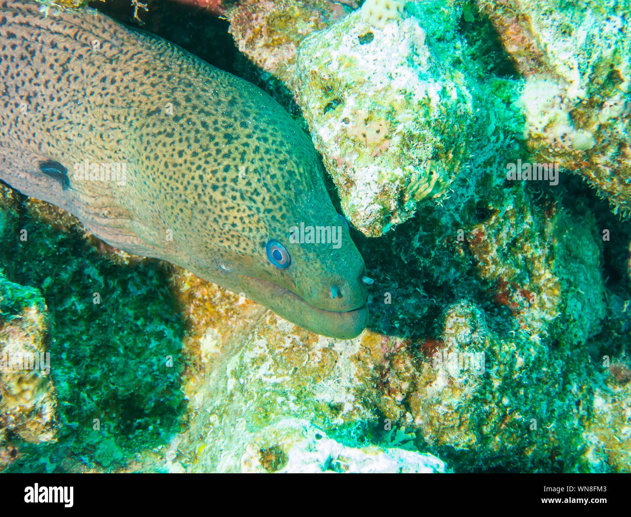 Giant Moray Eel Stock Photo Alamy