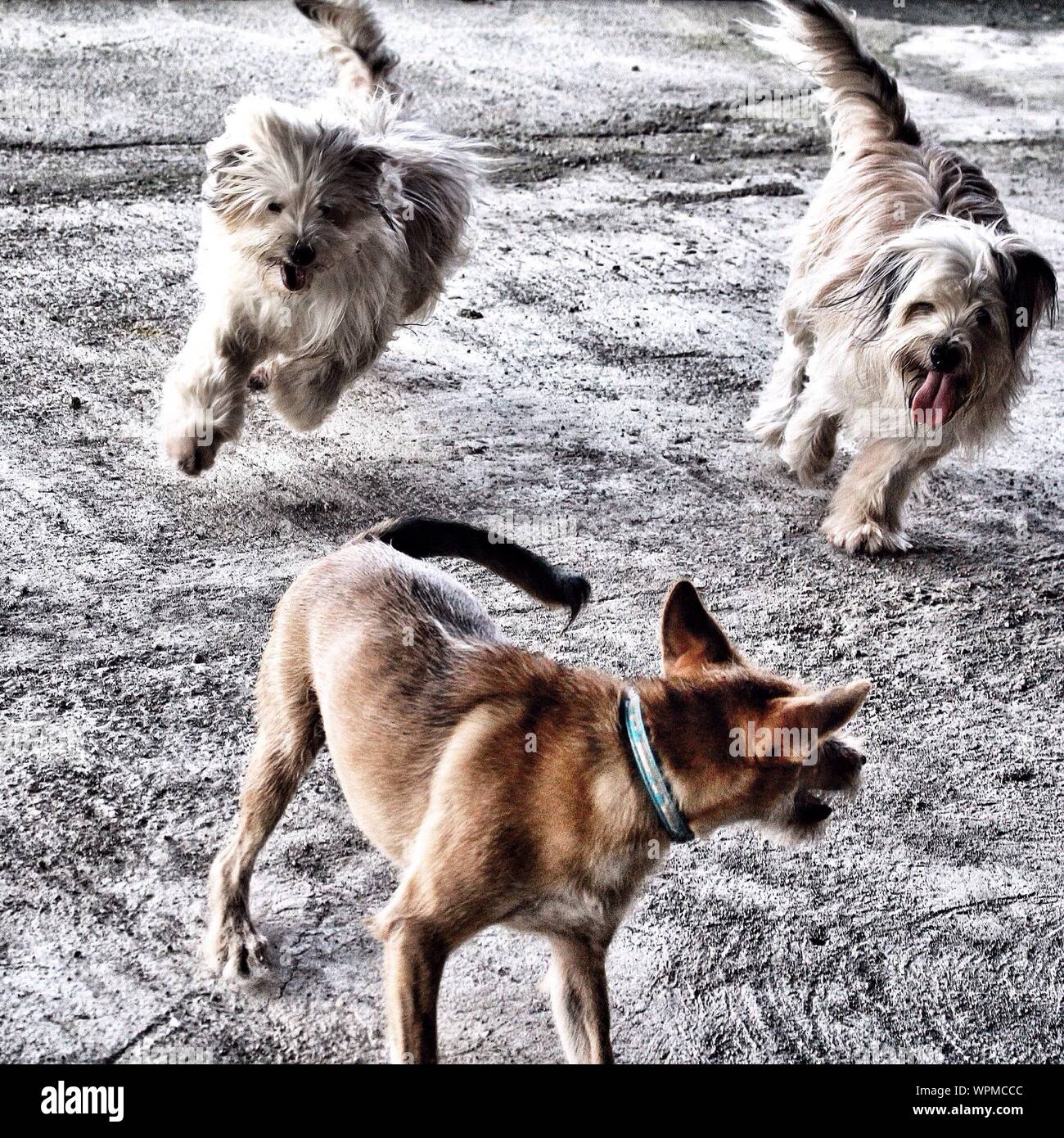 Three Dogs Playing Together Stock Photo Alamy