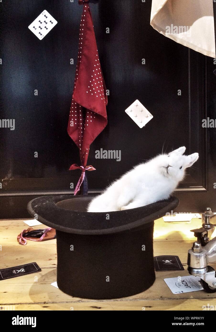 White rabbit in hat hires stock photography and images Alamy