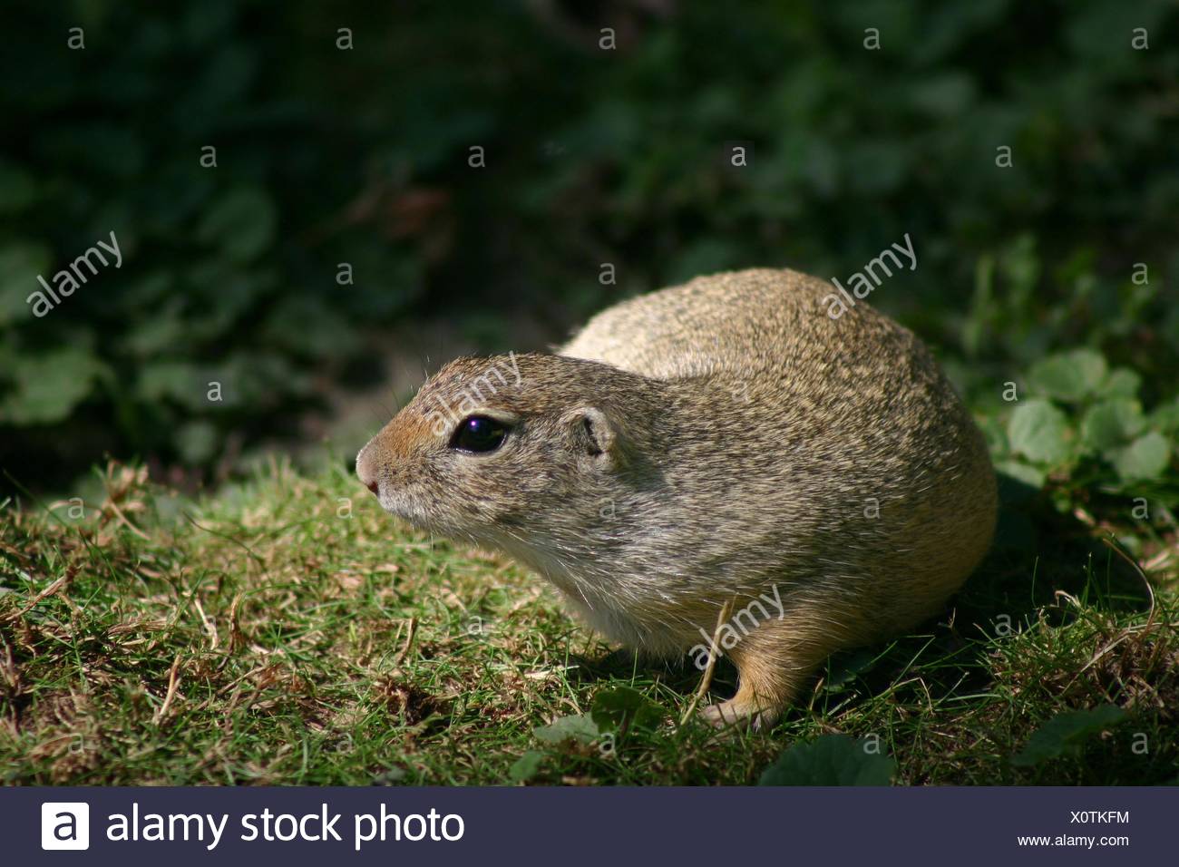 Gophers Stock Photos & Gophers Stock Images Alamy