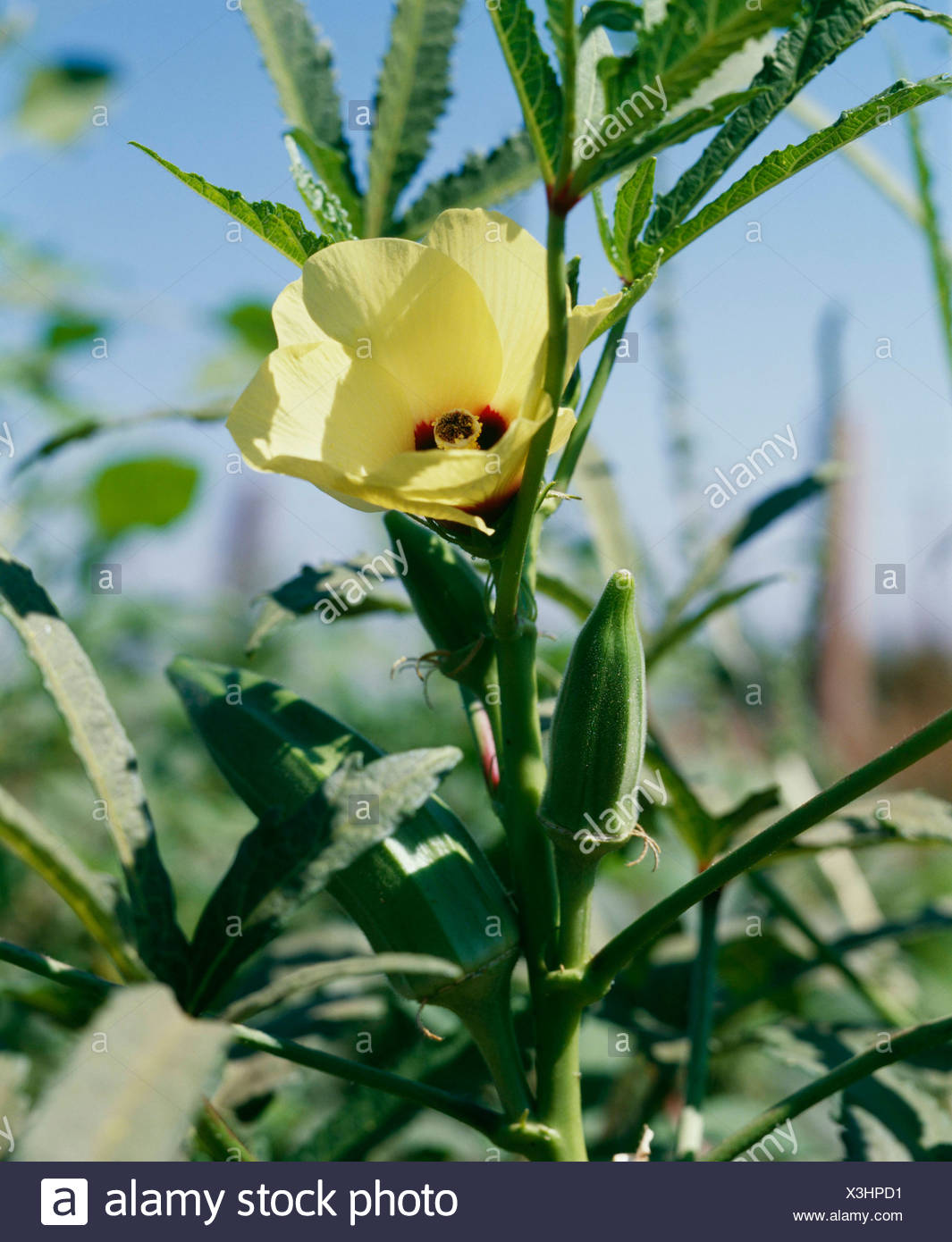 Okra Field Stock Photos & Okra Field Stock Images Alamy
