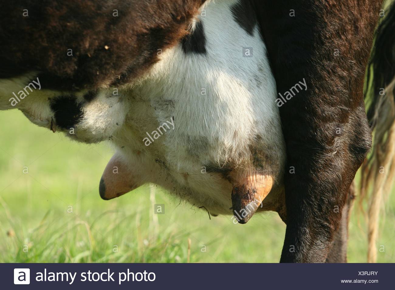 Cows Udder Stock Photos & Cows Udder Stock Images Alamy