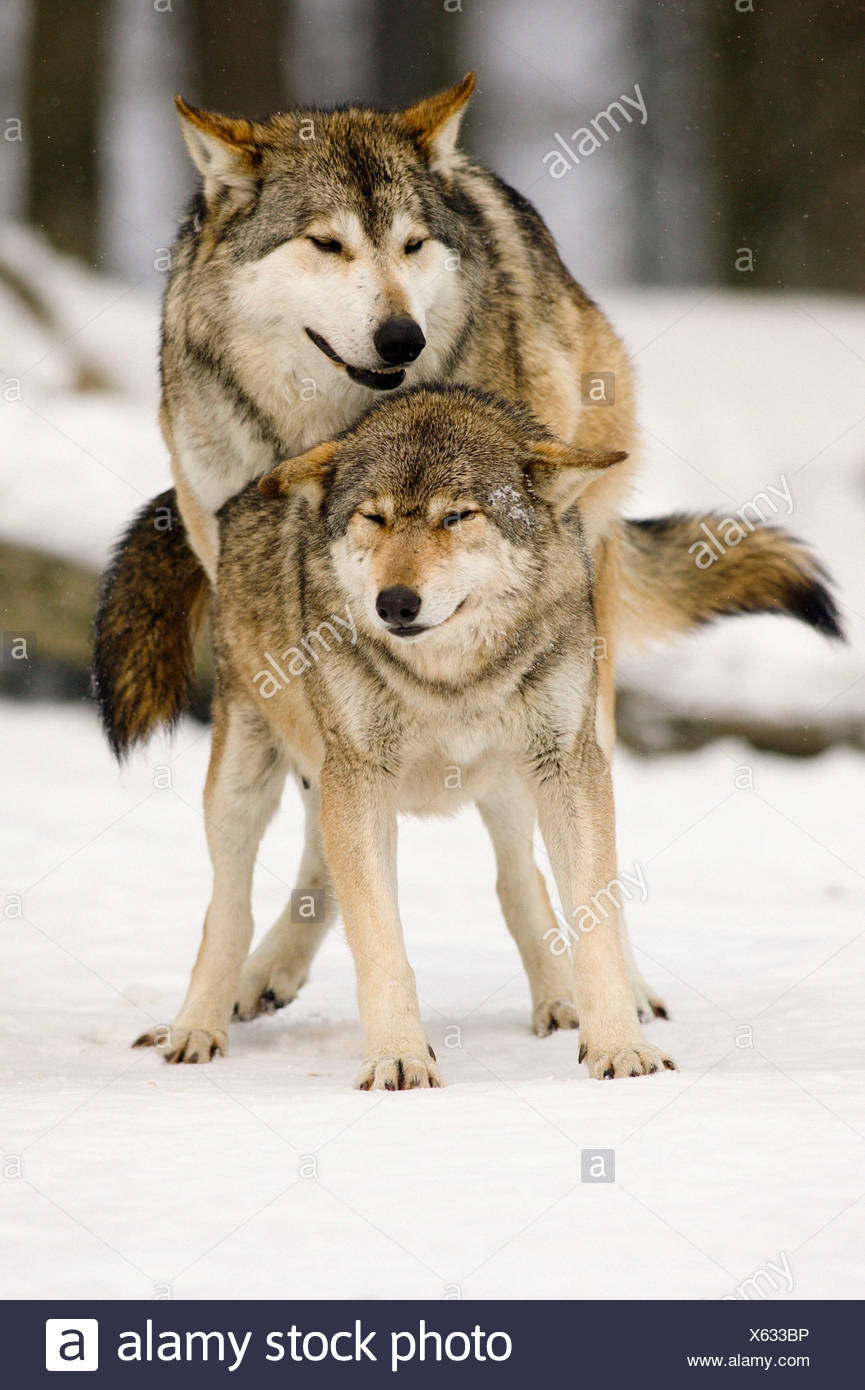 Two Wolves Mating High Resolution Stock Photography and Images Alamy