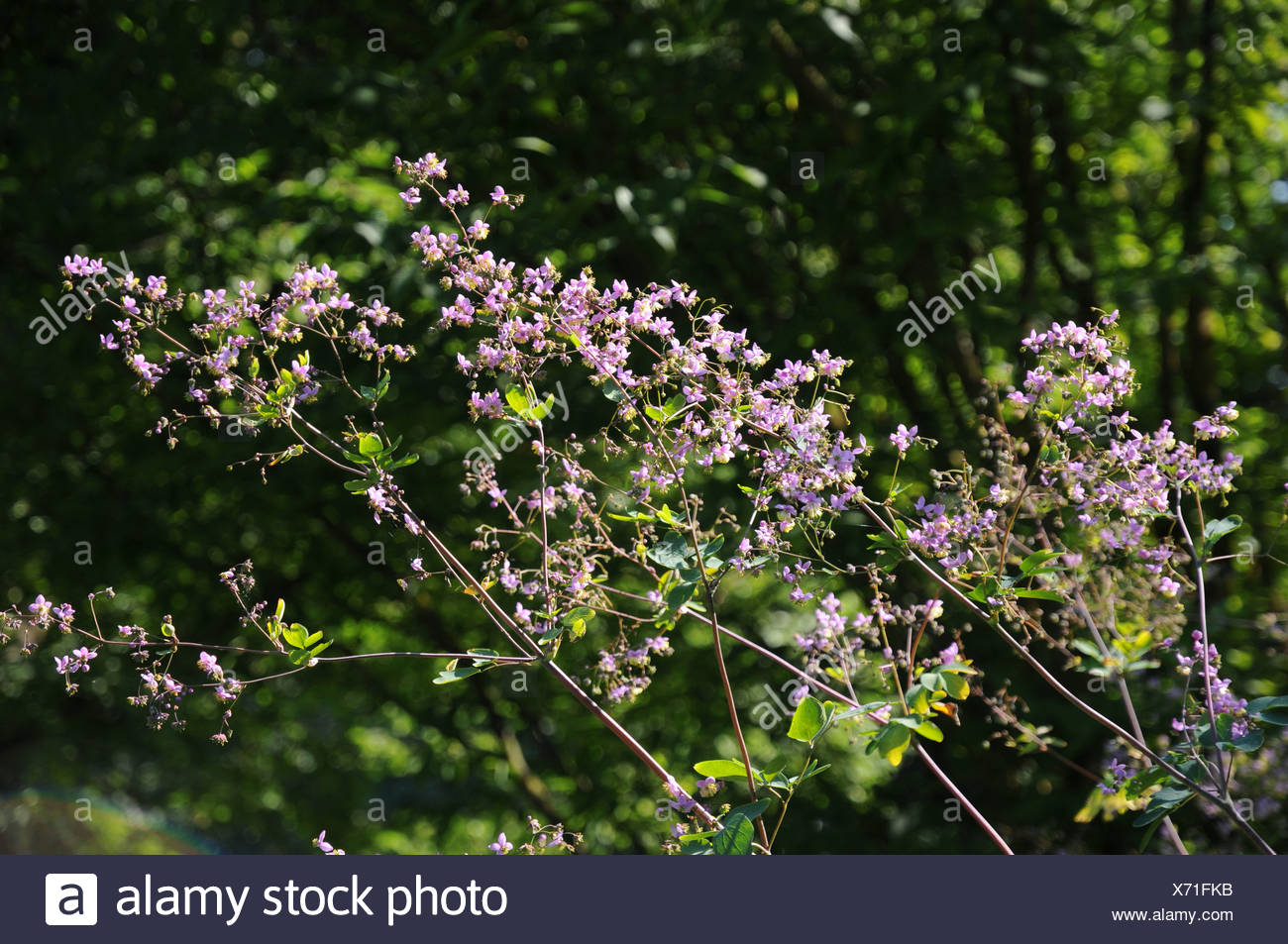 Meadow Rue High Resolution Stock Photography and Images Alamy