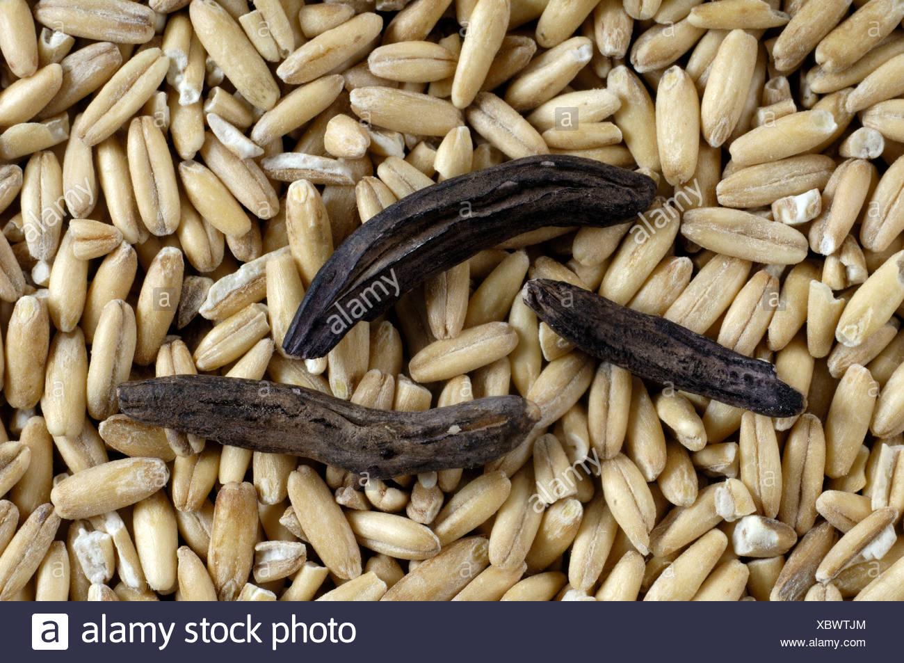 Ergot Of Rye High Resolution Stock Photography and Images Alamy