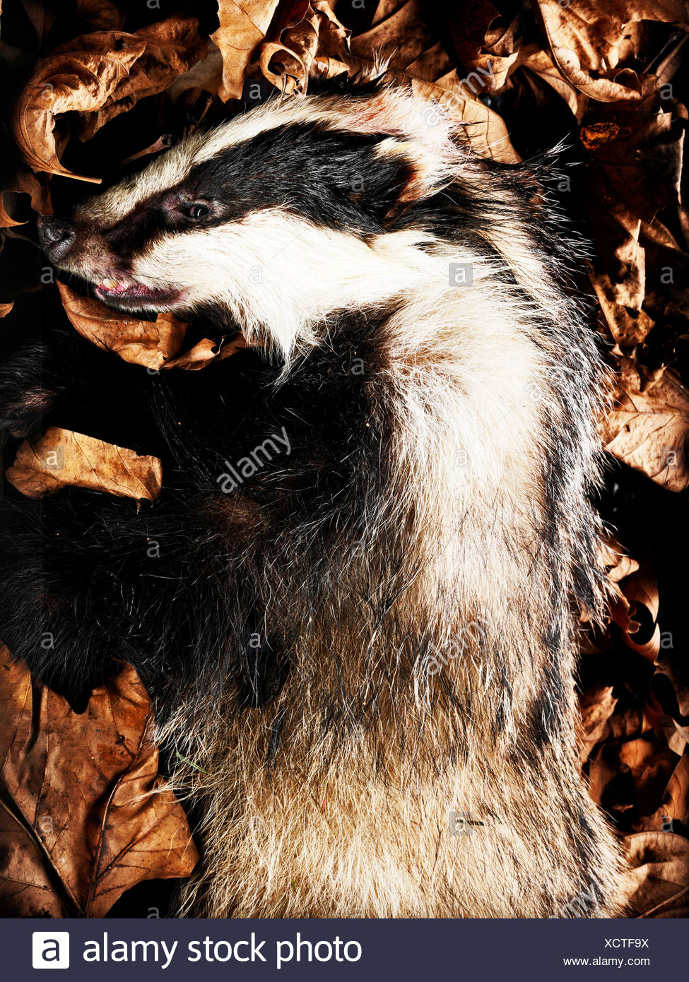 Dead Badger High Resolution Stock Photography and Images Alamy