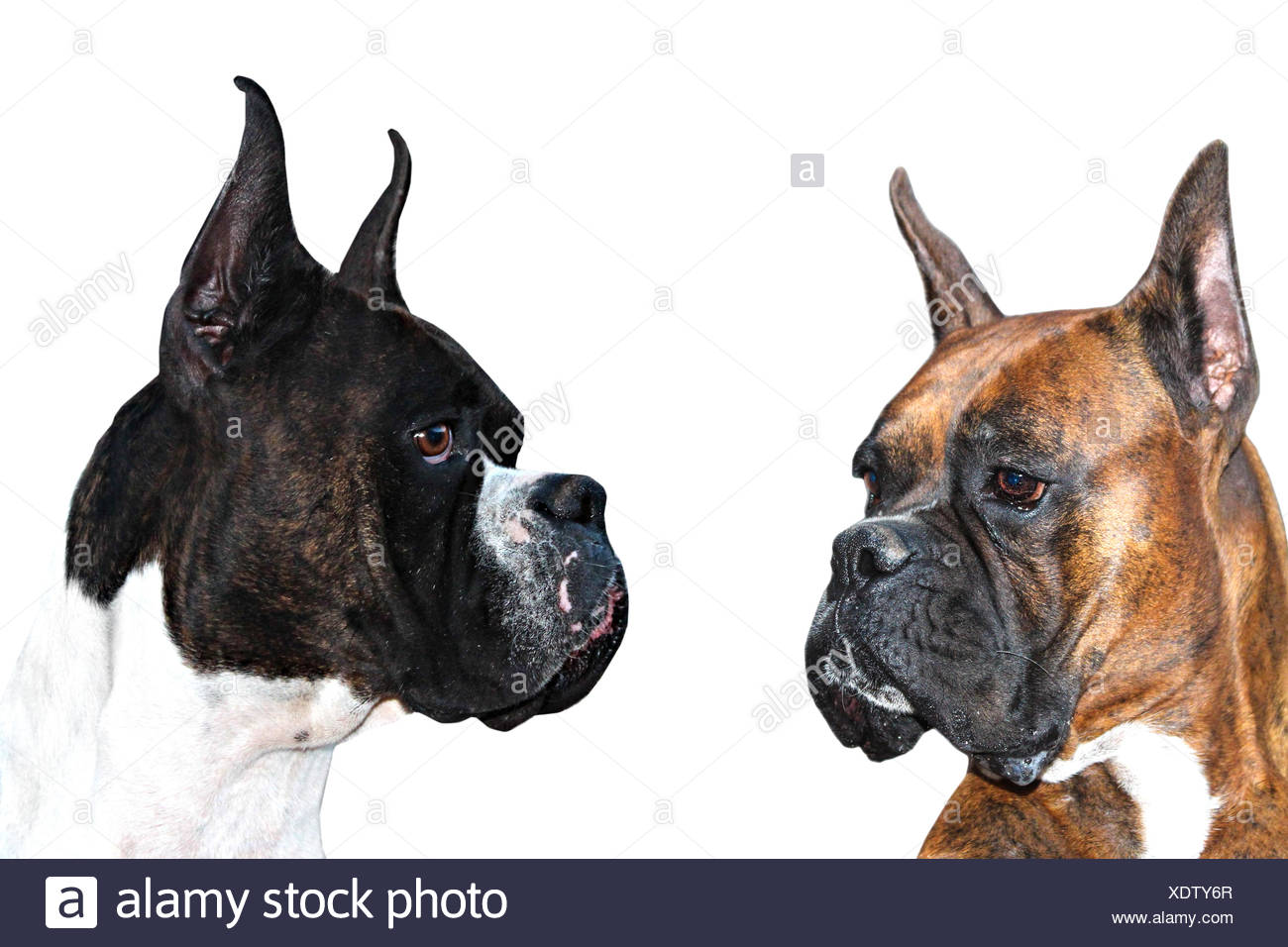 Boxer Dog Cropped Ears Stock Photos & Boxer Dog Cropped Ears Stock