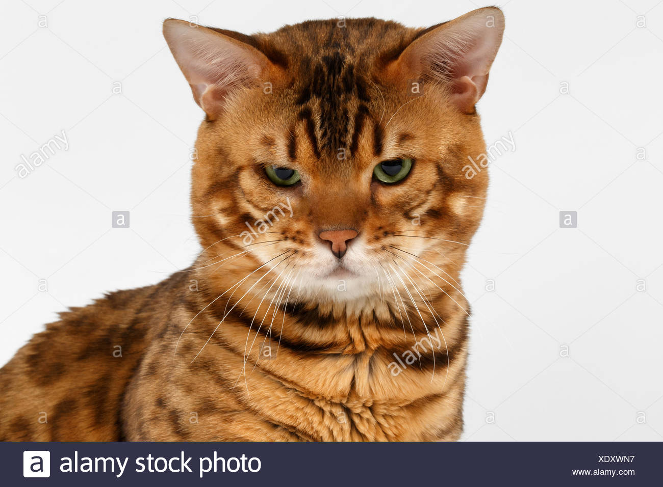 Ginger Bengal Cat High Resolution Stock Photography and Images Alamy