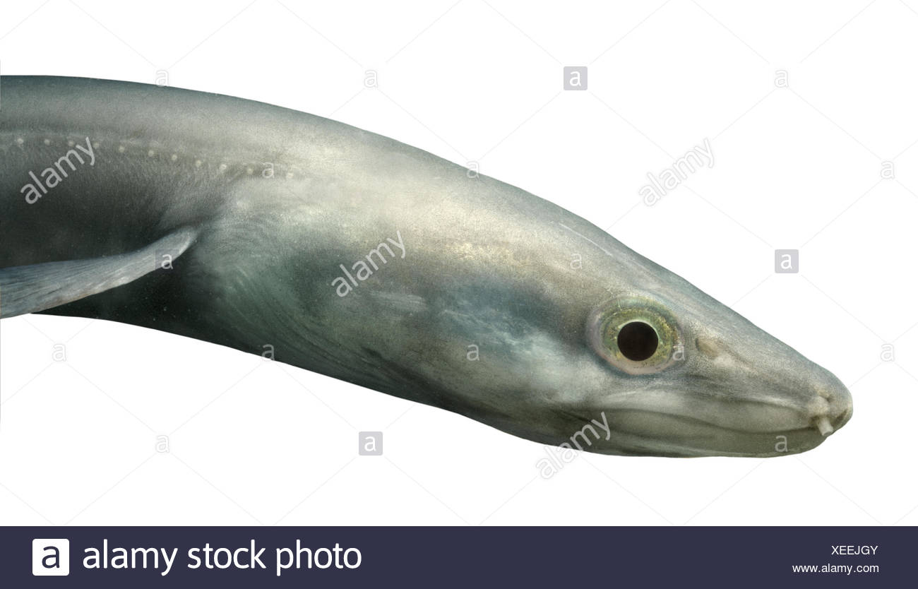 Rock Eel High Resolution Stock Photography and Images Alamy