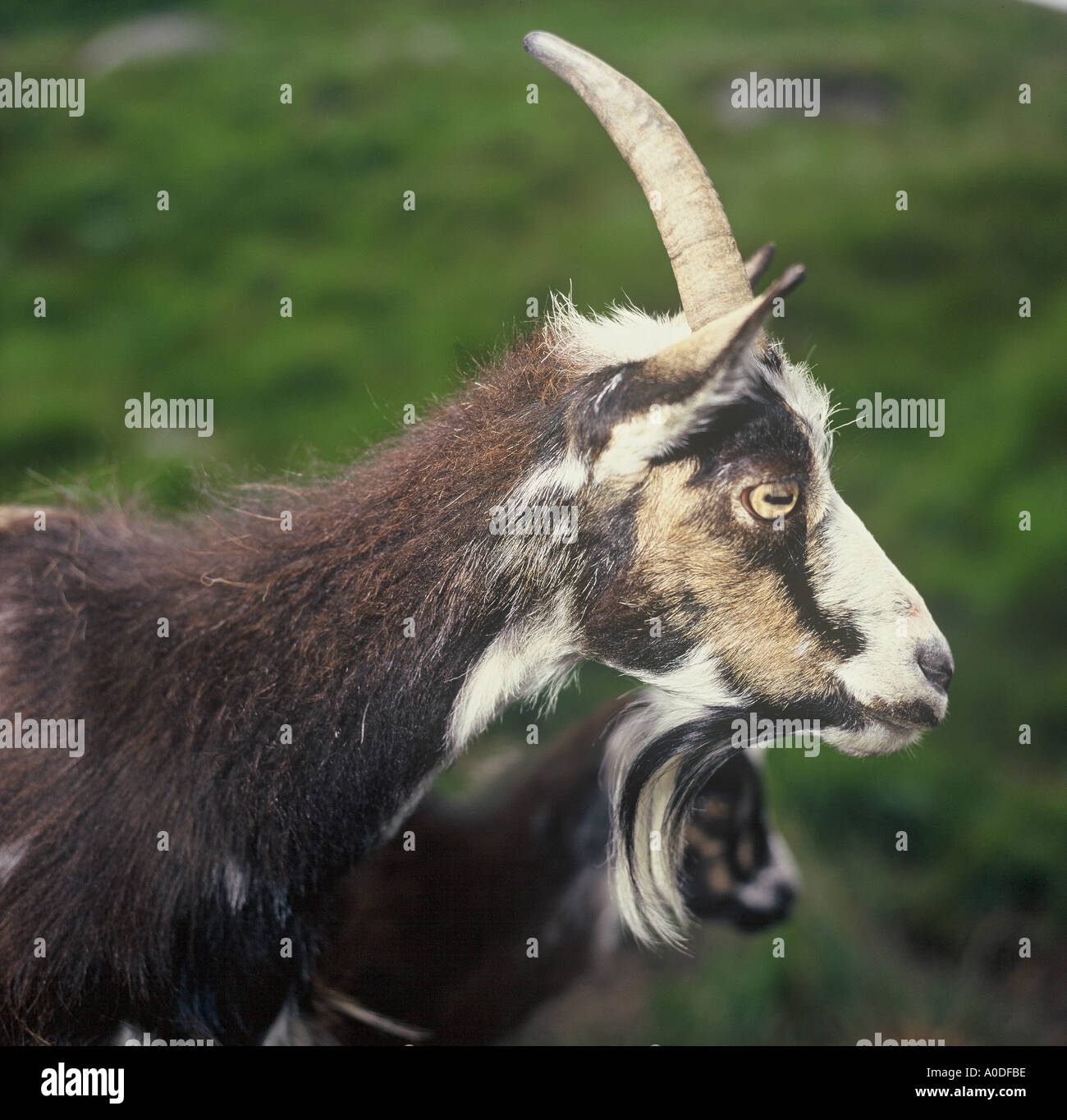 Goat Wild Scotland Stockfotos & Goat Wild Scotland Bilder Seite 3 Alamy