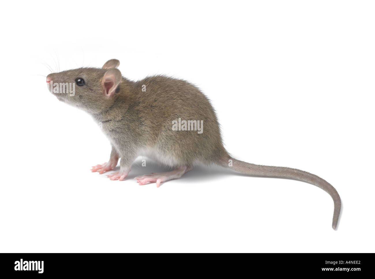 Rat Stockfotos & Rat Bilder Alamy