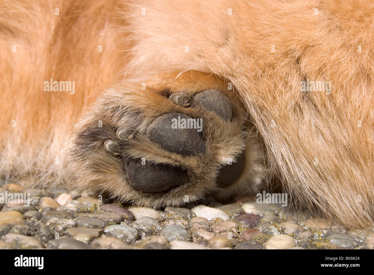 Hundepfote Stockfotos & Hundepfote Bilder Alamy