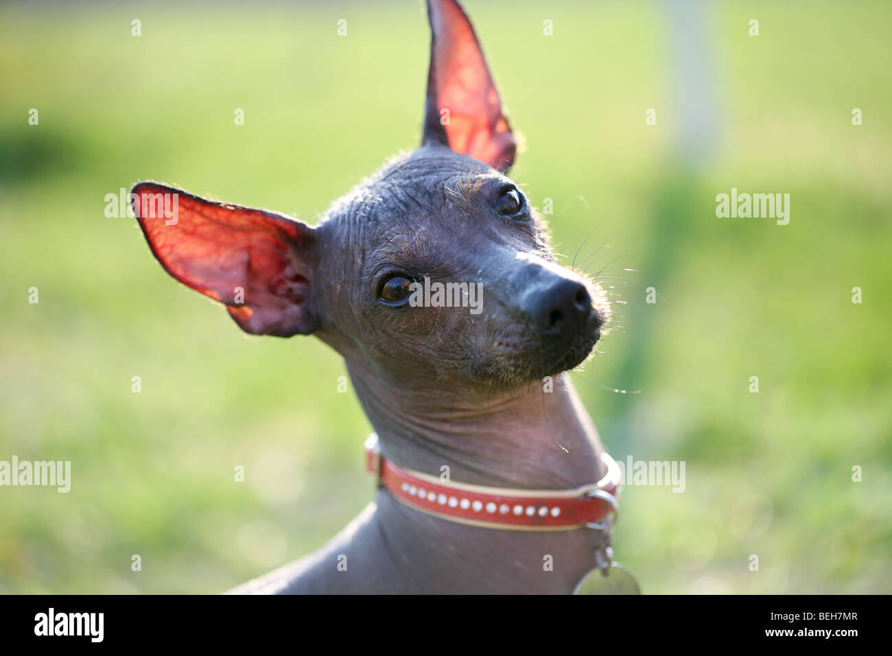 Xoloitzcuintle Stockfoto, Bild 26194807 Alamy