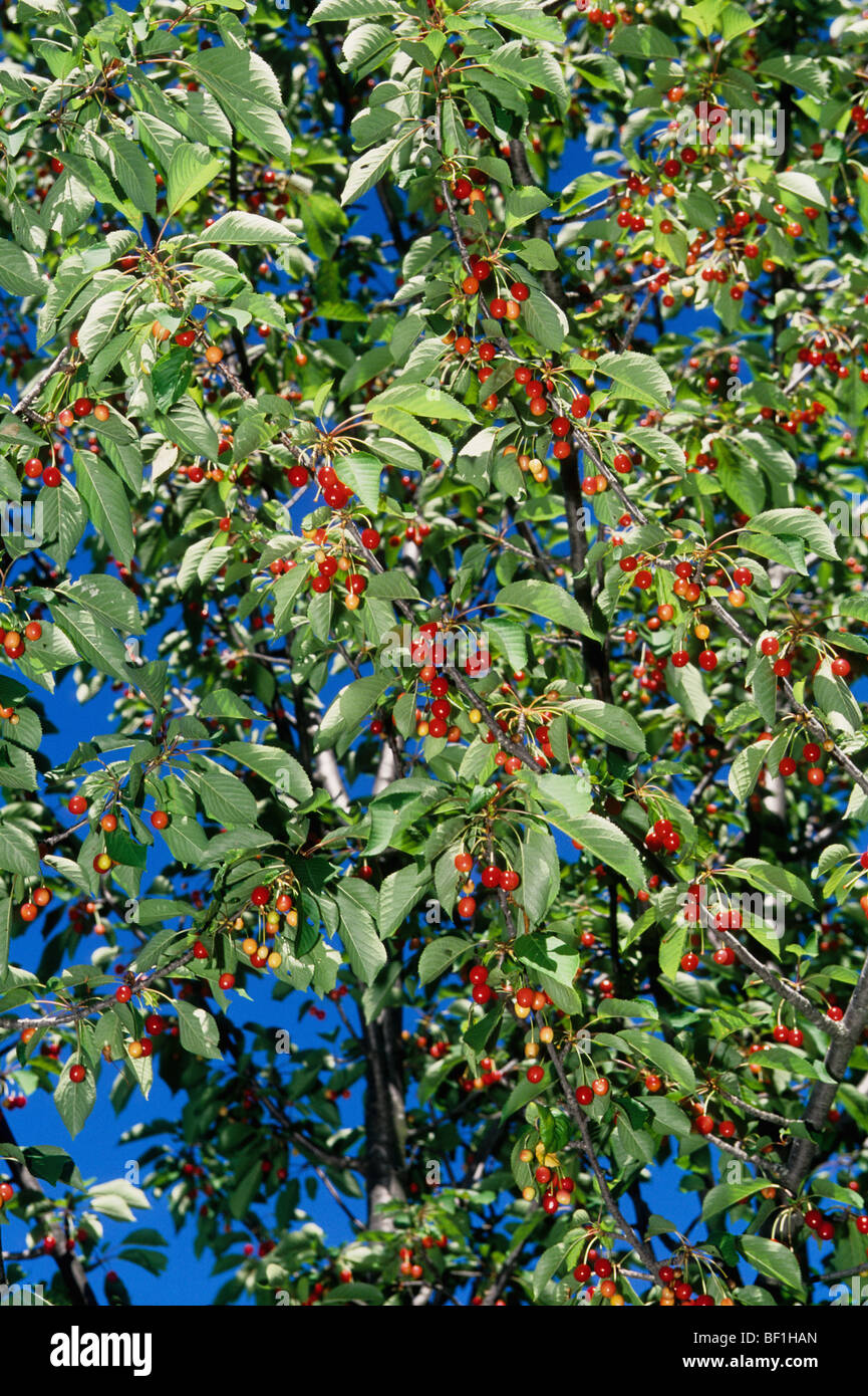 Obstbaum detail Fotos und Bildmaterial in hoher Auflösung Alamy