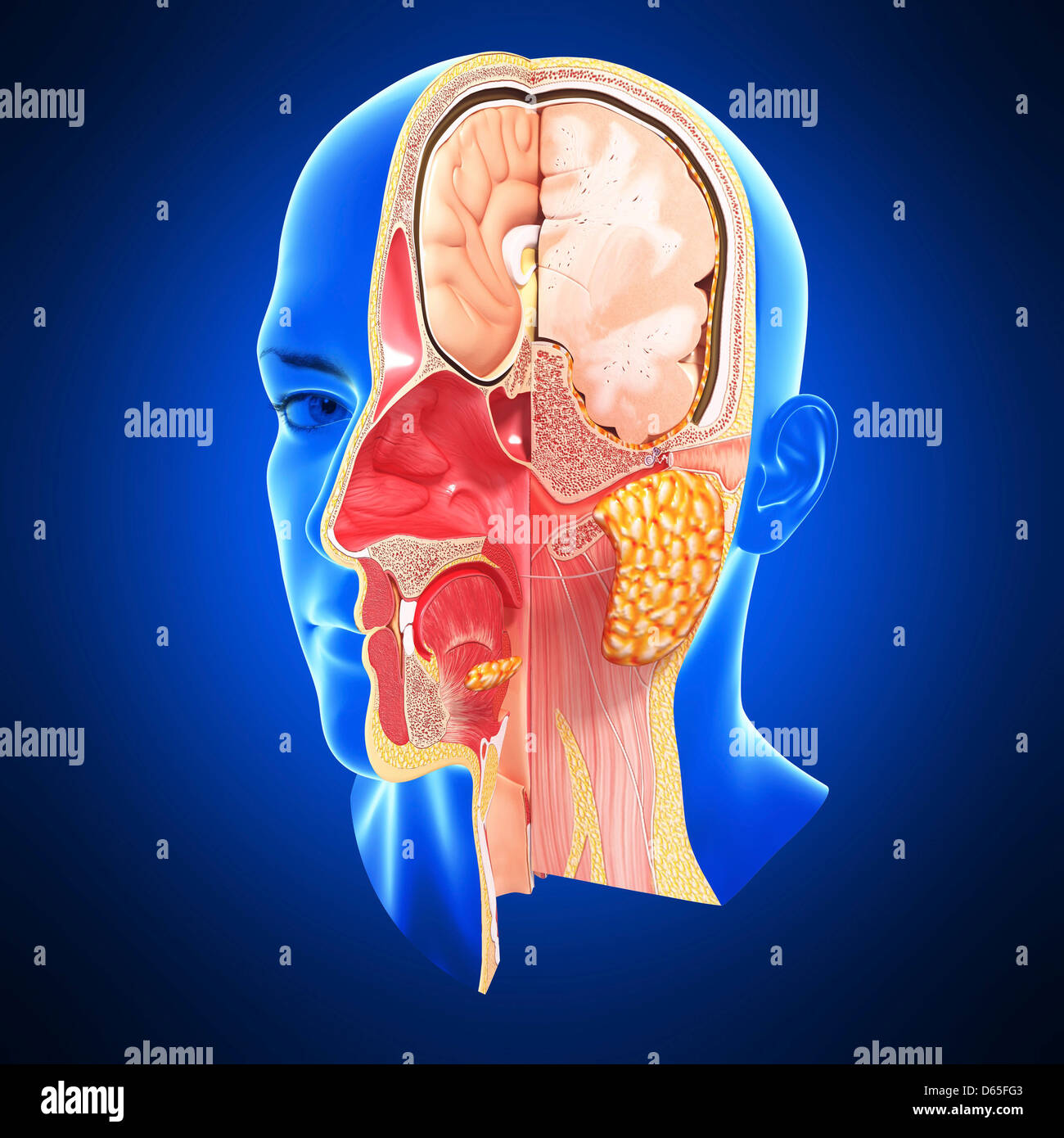 Anatomie Zunge Stockfotos und bilder Kaufen Alamy