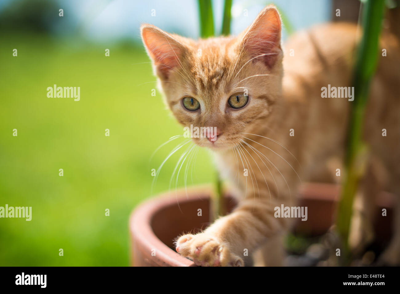 Ginger kitten garden flowers Fotos und Bildmaterial in hoher
