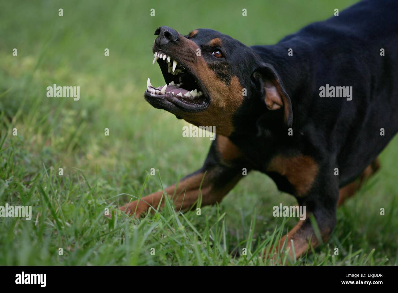 aggressive Dobermann Stockfoto, Bild 83382707 Alamy