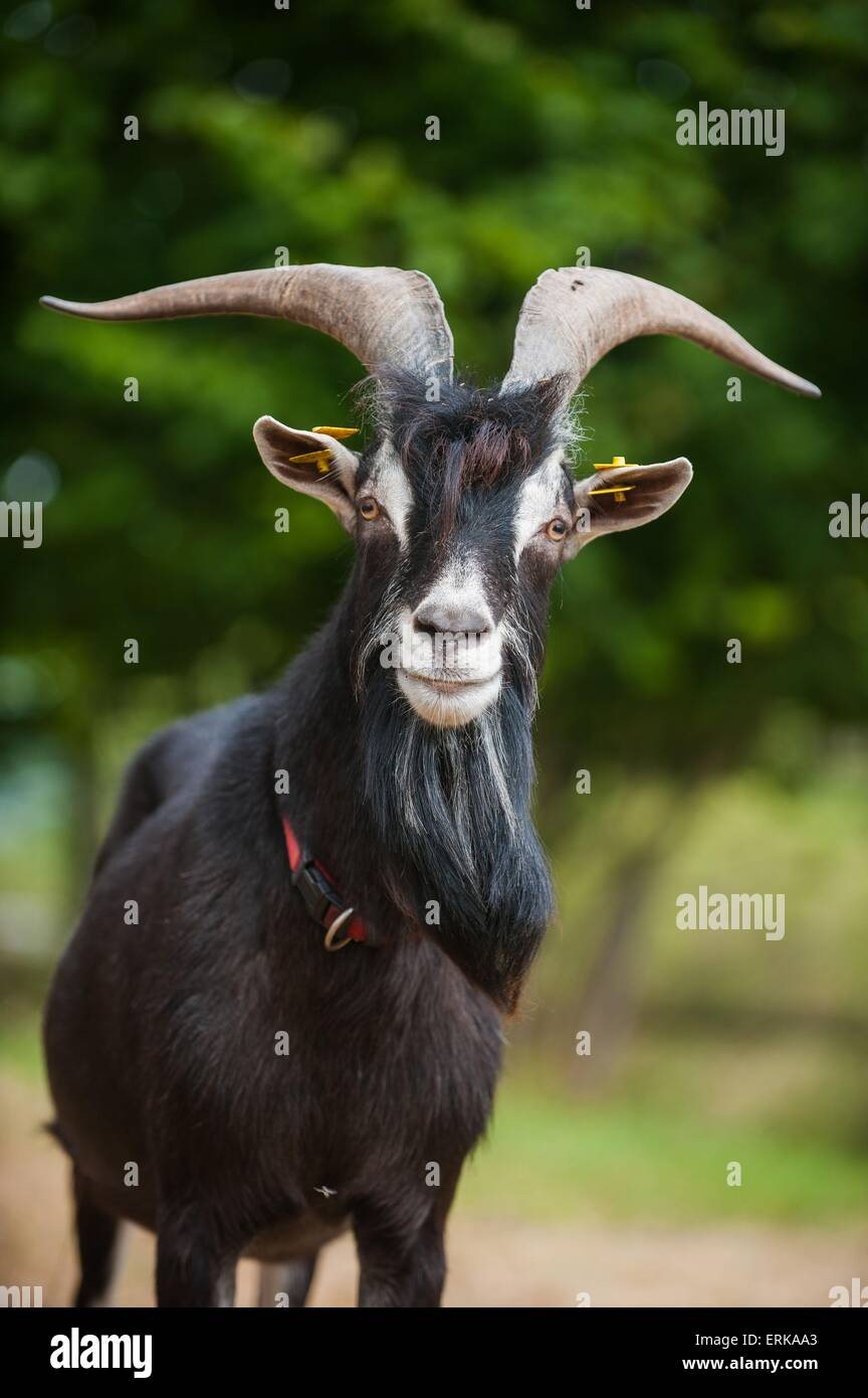 Goats Black Stockfotos & Goats Black Bilder Seite 3 Alamy